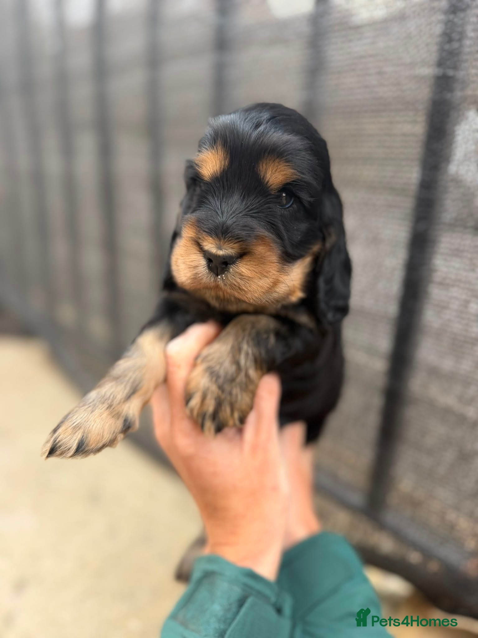 Cocker Spaniel dogs Quality Show Cocker Spaniels - Advert 2