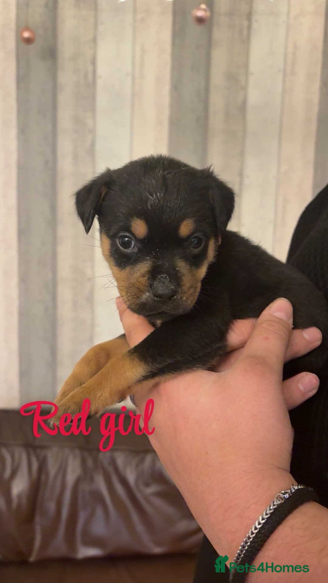 Mixed Breed dogs for sale: Gorgeous bullmastiff x Rottweiler puppies - Advert 8