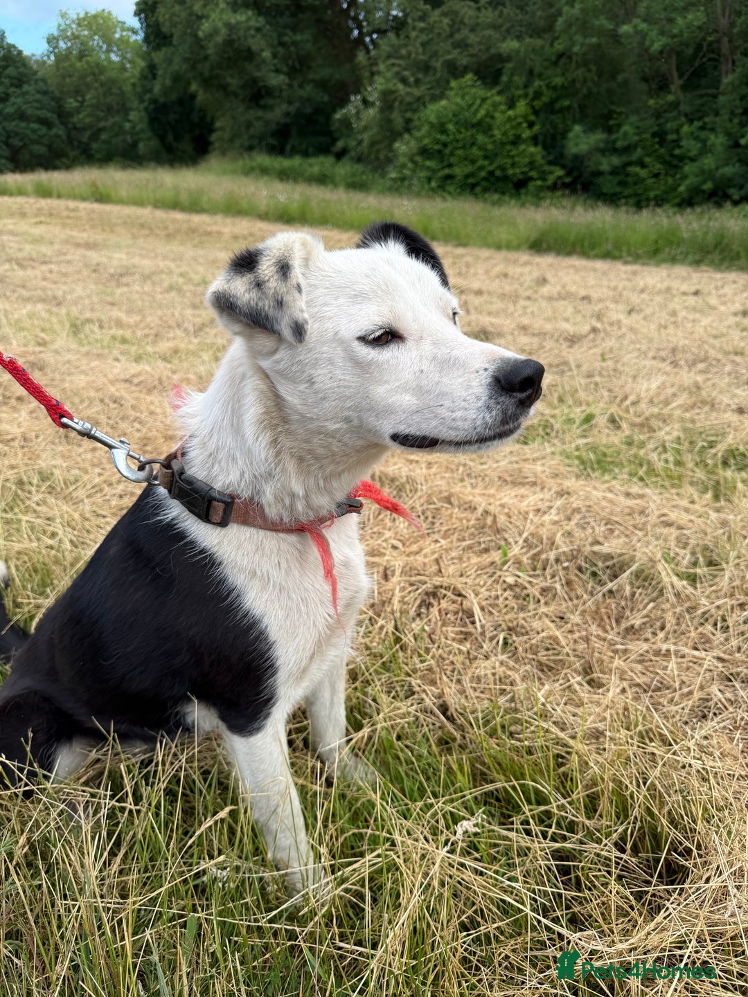 Welsh Collie dogs for adoption: DEAF collie, lovely boy  - Image 1