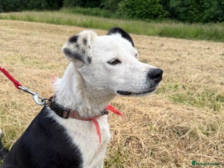 Welsh Collie dogs - Advert 1