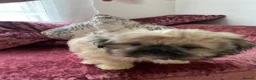 Mixed Breed dogs for sale: Pug Tzu puppies 🐶  - Advert 3