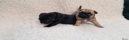Pug dogs for sale: 2 Adorable pug puppies for sale  - Advert 13
