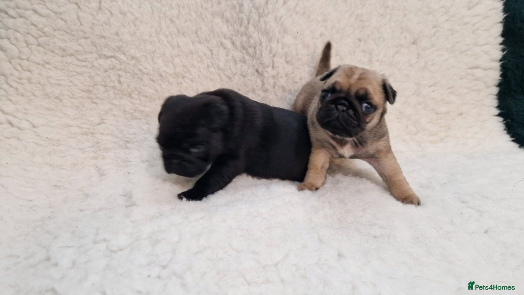 Pug dogs for sale: 2 Adorable pug puppies for sale  - Advert 13
