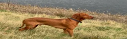 Hungarian Vizsla dogs for stud: My Gorgeous Vincenzo is looking for love ❤️  - Advert 5
