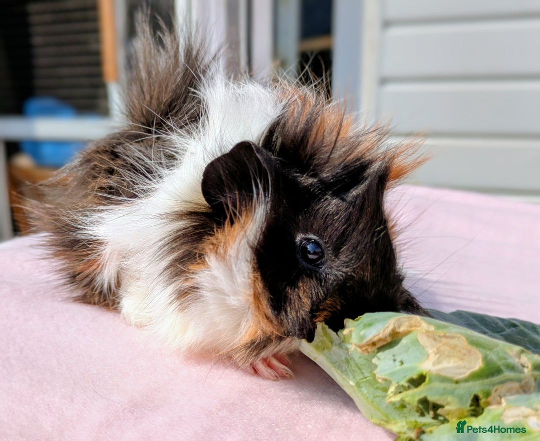Guinea Pig rodents for sale:  2 male guinea pigs. 50.00 for pair  - Image 4