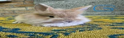 Lionhead rabbits for sale: Lionhead Rabbits For Sale  - Advert 13