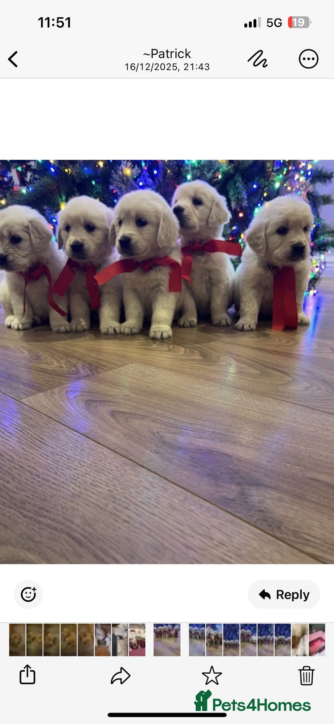 Golden Retriever dogs for sale: KC Reg Health Tested Golden Retriever Puppies - Advert 6