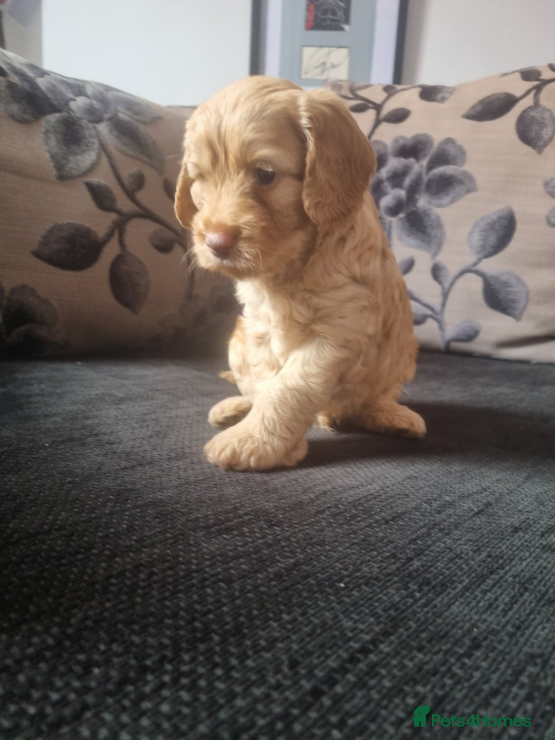 Cockapoo dogs for sale: Beautiful F2B Cockapoo puppies - Image 2