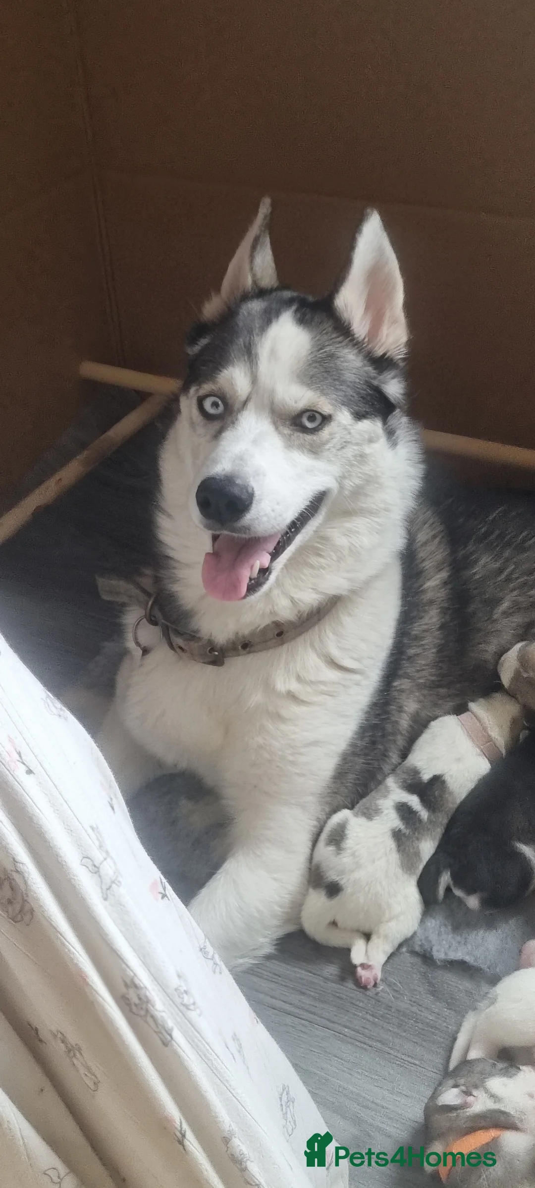 Siberian Husky dogs for sale: Siberian Husky puppies for sale. in Wick - Advert 8