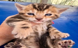 Keetso cats for sale: Stunning golden keetsos  - Image 29