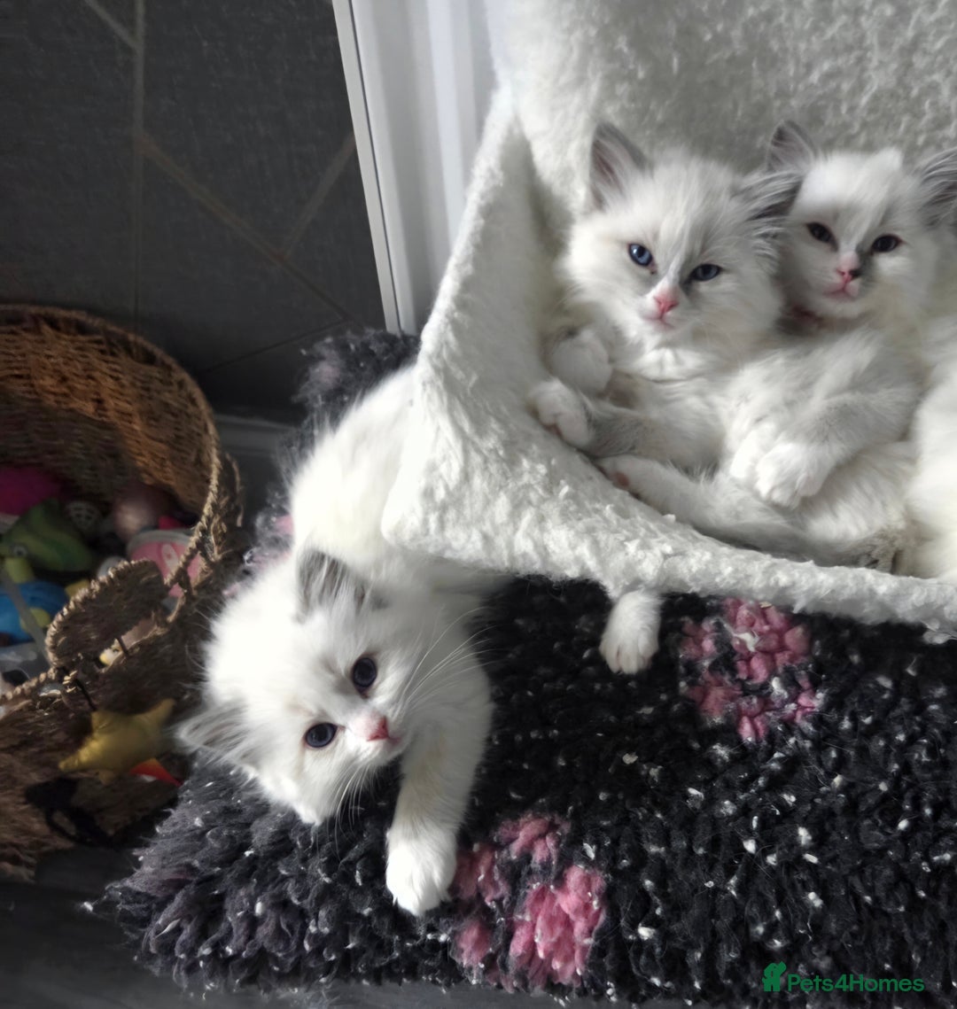 Ragdoll cats for stud: GCCF Lilac Point Ragdoll Stud Proven - Advert 10