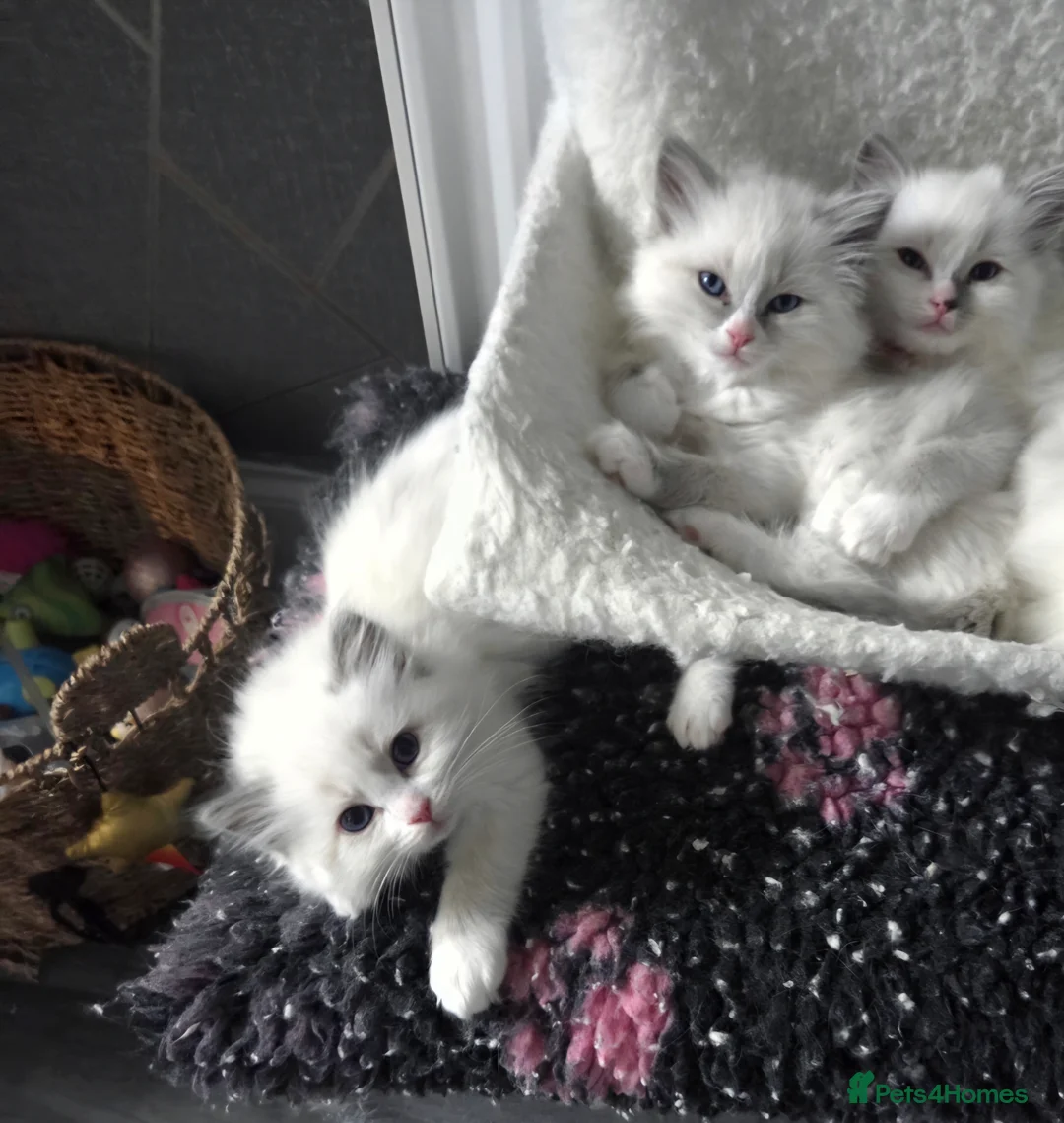 Ragdoll cats for stud: GCCF Lilac Point Ragdoll Stud Proven - Advert 10