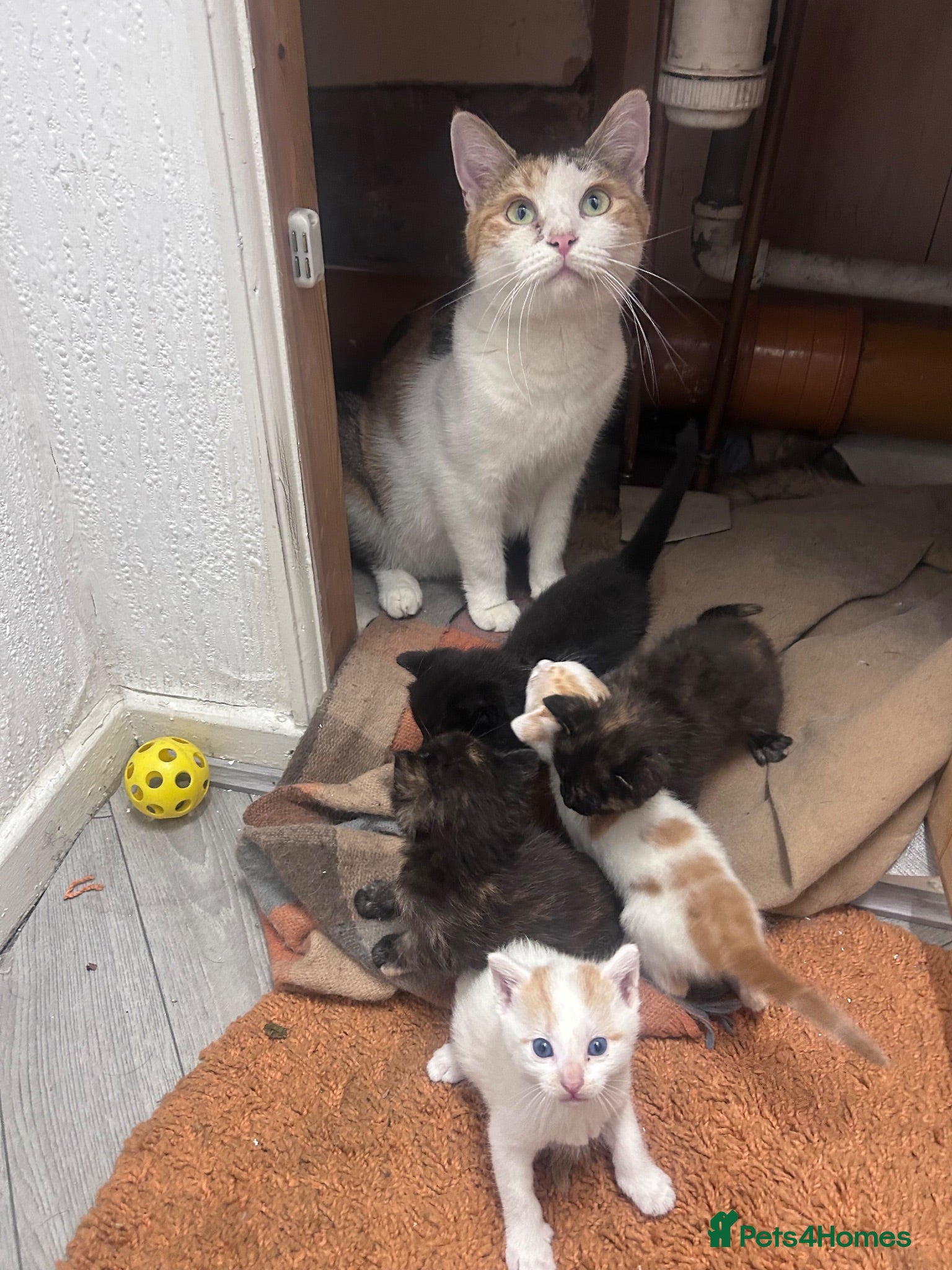 Mixed Breed cats Beautiful Kittens  - Advert 1