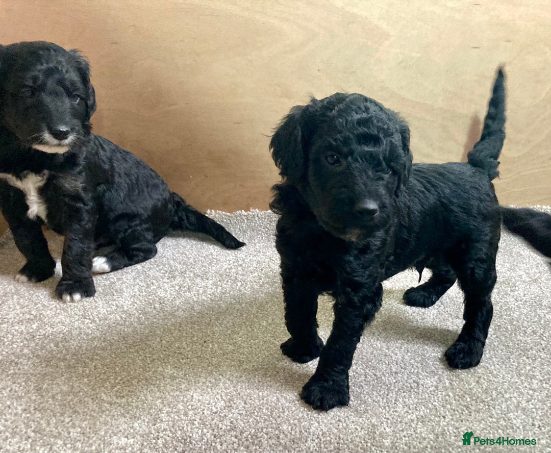 Goldendoodle dogs for sale: Miniature F1B Goldendoodle puppies - Advert 8