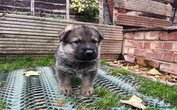 German Shepherd dogs for sale: Chunky GSD puppies from health tested parents  - Image 4