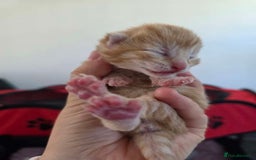 Mixed Breed cats for sale: 1 ginger male and 1 black male - Image 8