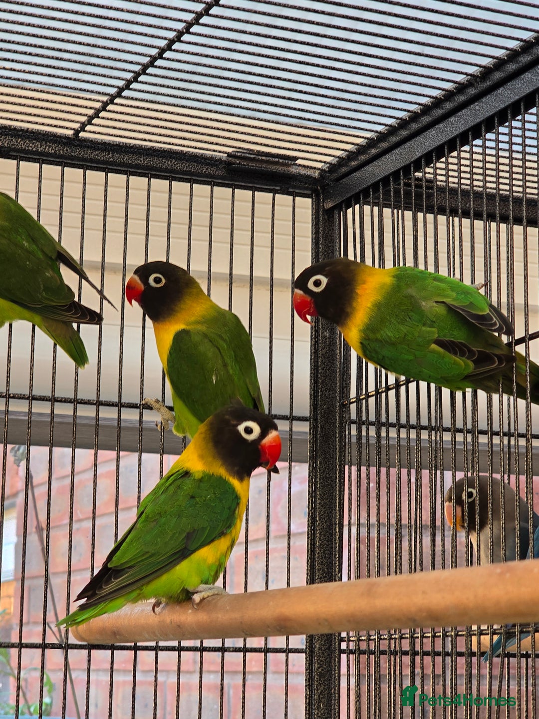 Lovebirds birds for sale: Blackmasked young lovebirds for sale - Advert 11