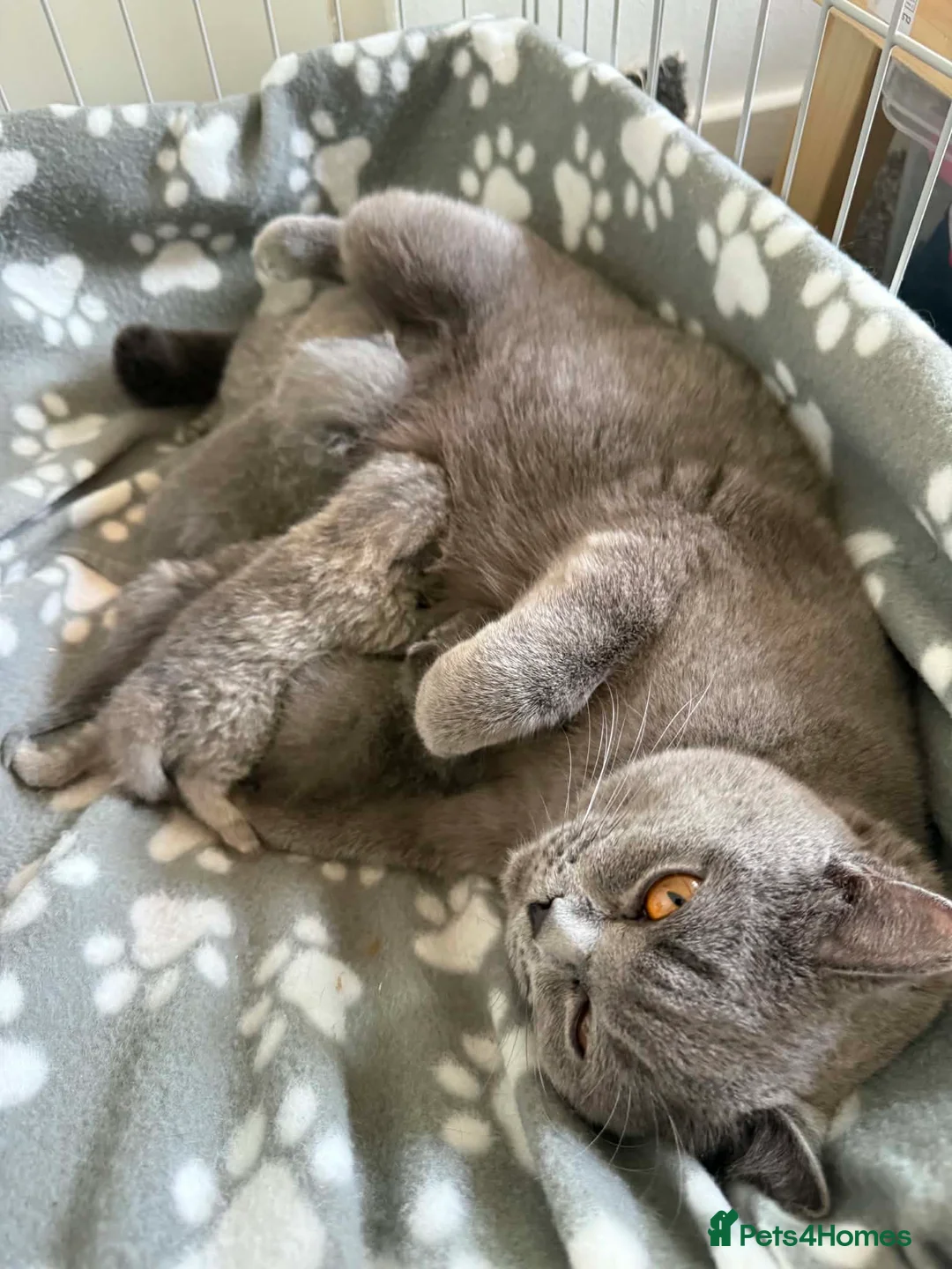 British Shorthair cats for sale: British Shorthair kittens  - Advert 10