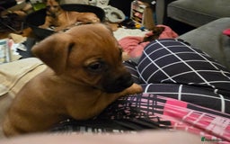 Mixed Breed dogs for sale: 1Boy Left German Shepherd Staffy Dogue de Bordeaux - Image 1