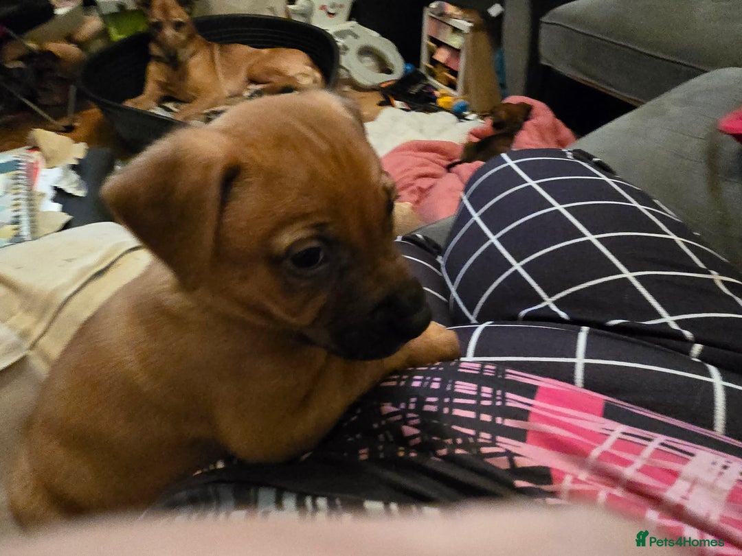 Mixed Breed dogs for sale: 1Boy Left German Shepherd Staffy Dogue de Bordeaux - Image 1