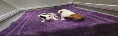 Jack Russell Puppy 5