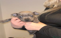 Staffordshire Bull Terrier dogs for sale: Beautiful black and blue kc pups - Image 12