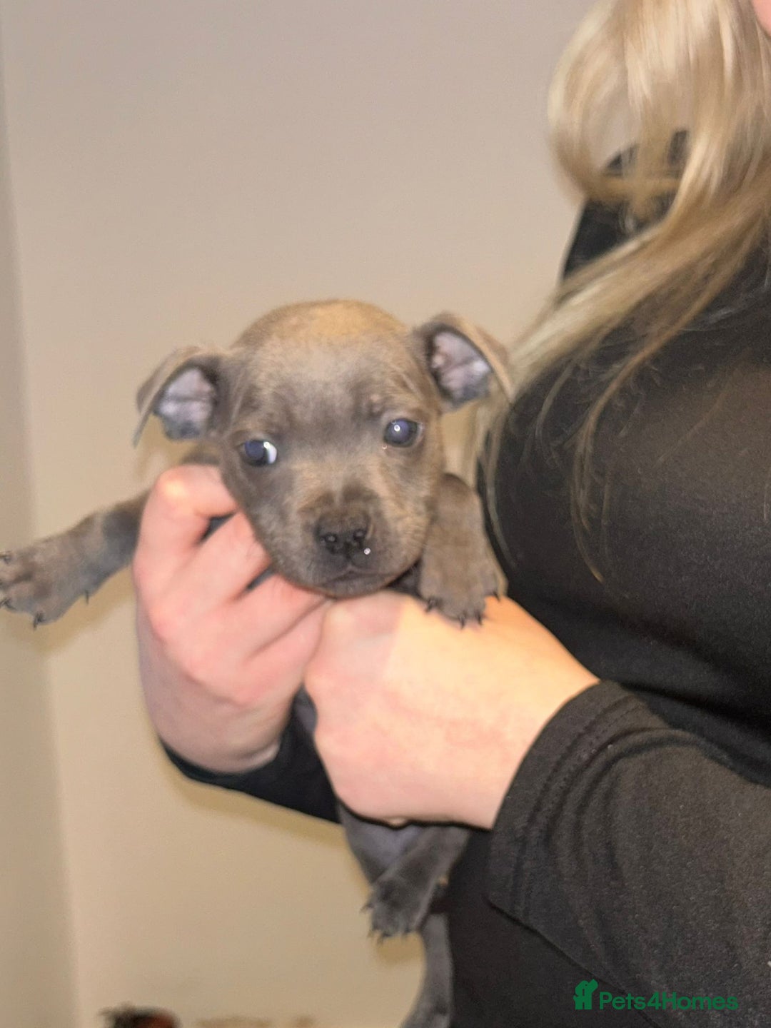Staffordshire Bull Terrier dogs for sale: Beautiful black and blue kc pups - Image 12