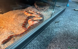Corn Snake reptiles for sale: 2 proven breeding corn snakes - Image 3