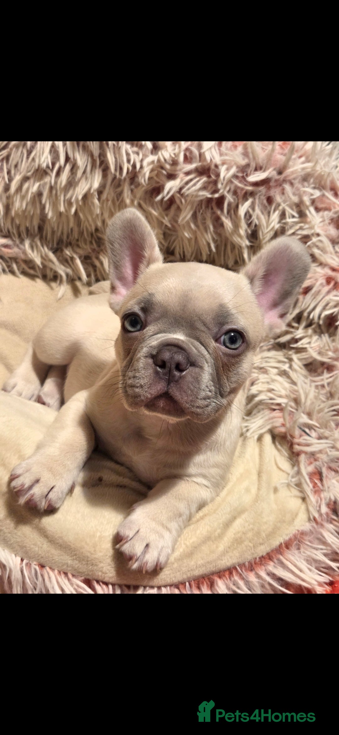 French Bulldog dogs for sale: Frenchies for sale - Advert 13