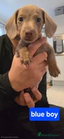 Miniature Dachshund dogs - Advert 11