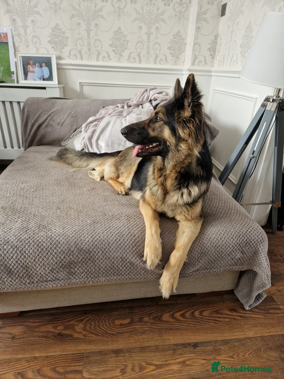 German Shepherd dogs for sale: Kc registered German shepherd puppies - Advert 24