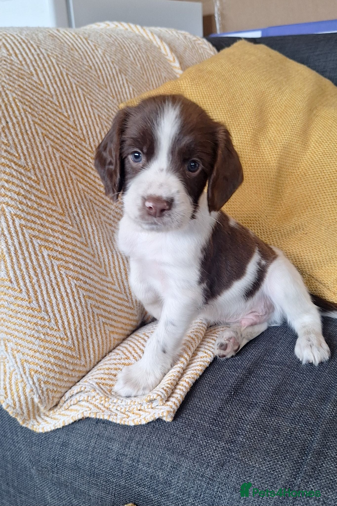 English Springer Spaniel dogs KC registered Springer Spaniel Puppies - Advert 1