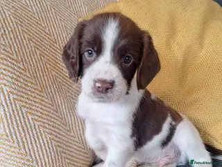 English Springer Spaniel dogs KC registered Springer Spaniel Puppies - Advert 1