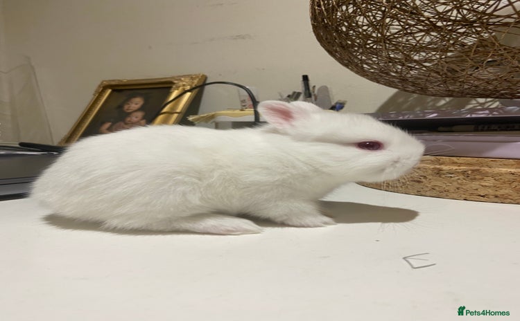 Netherland Dwarf rabbits Beautiful pure Netherland drawf baby bunnies  - Advert 1