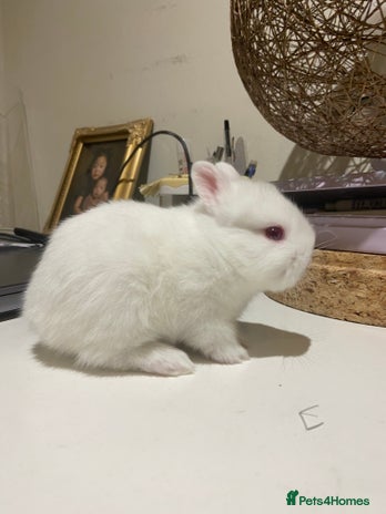 Netherland Dwarf rabbits Beautiful pure Netherland drawf baby bunnies - Advert 1