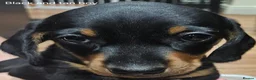 Miniature Dachshund dogs for sale: Beautiful miniture daschund puppies. in Redcar - Advert 30