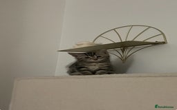 Mixed Breed cats for sale: Mixed breed ragdoll & tabby kittens - Image 11