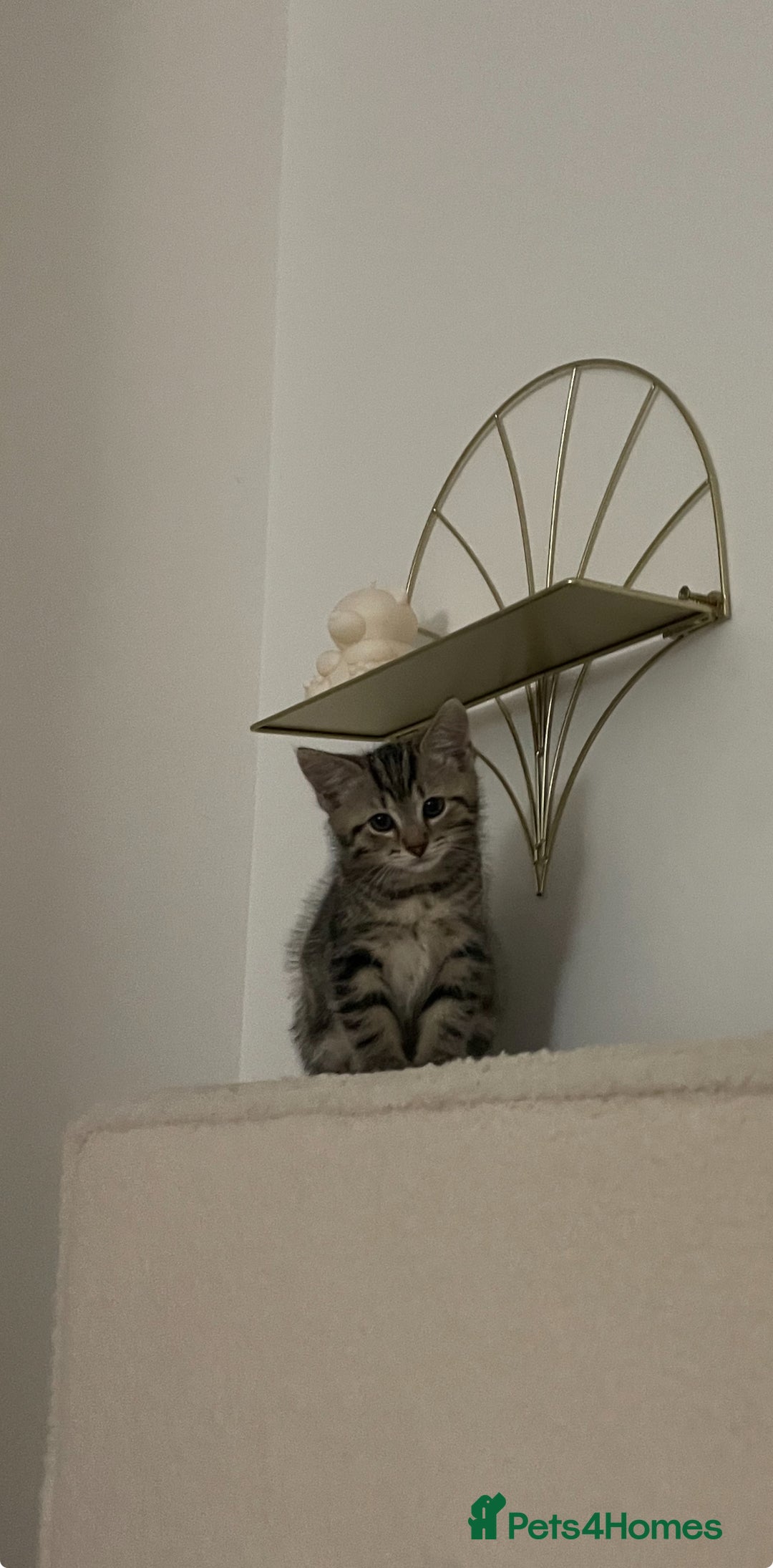 Mixed Breed cats for sale: Mixed breed ragdoll & tabby kittens - Image 11