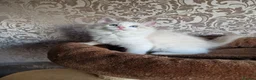 Ragdoll cats for sale: Stunning Blue Bicolour Boy - Advert 4