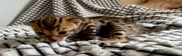 Bengal cats for sale: 5 beautiful full breed bengal kits - Advert 2