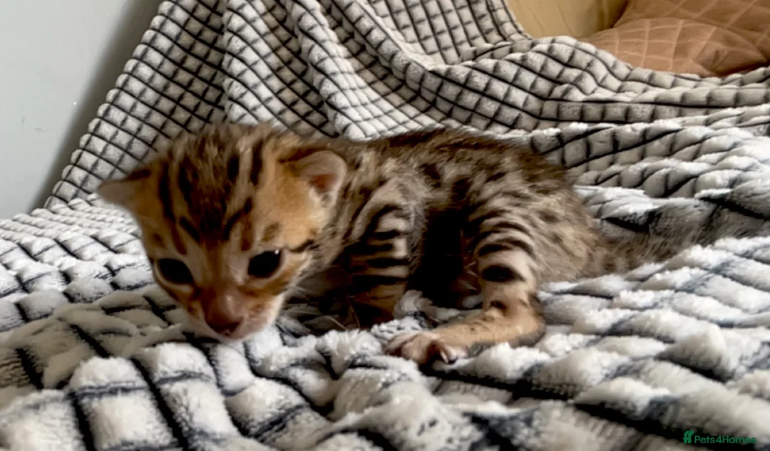 Bengal cats for sale: 5 beautiful full breed bengal kits - Advert 2