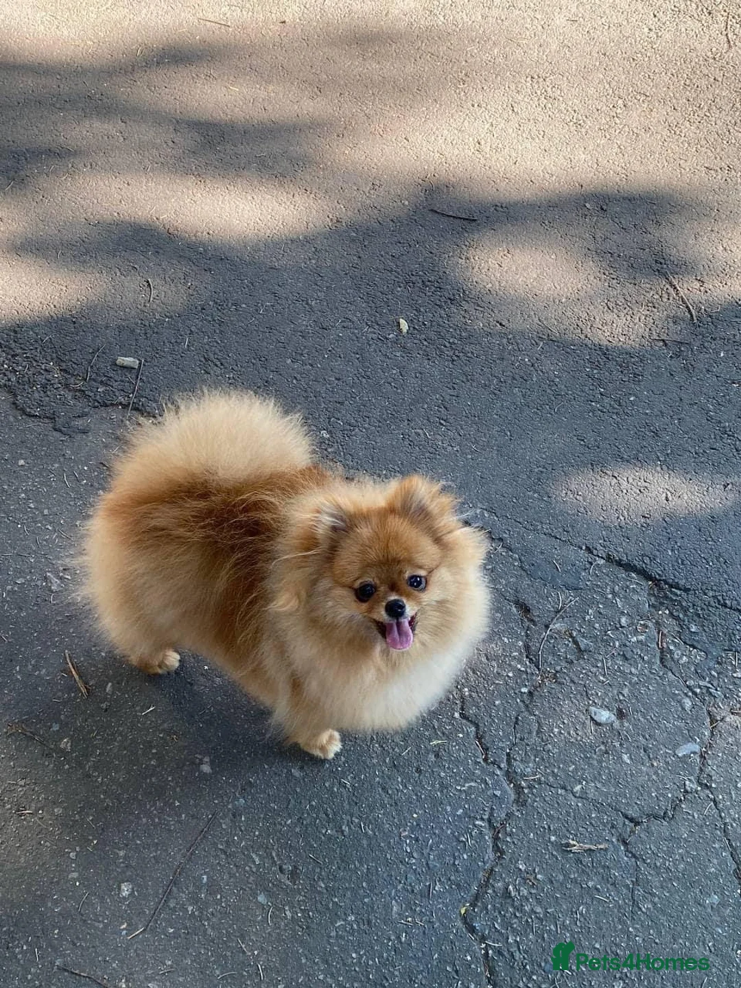 Pomeranian dogs for sale: Show quality potential puppies  - Advert 1