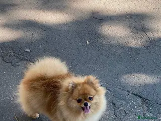 Pomeranian dogs Show quality potential puppies - Advert 16