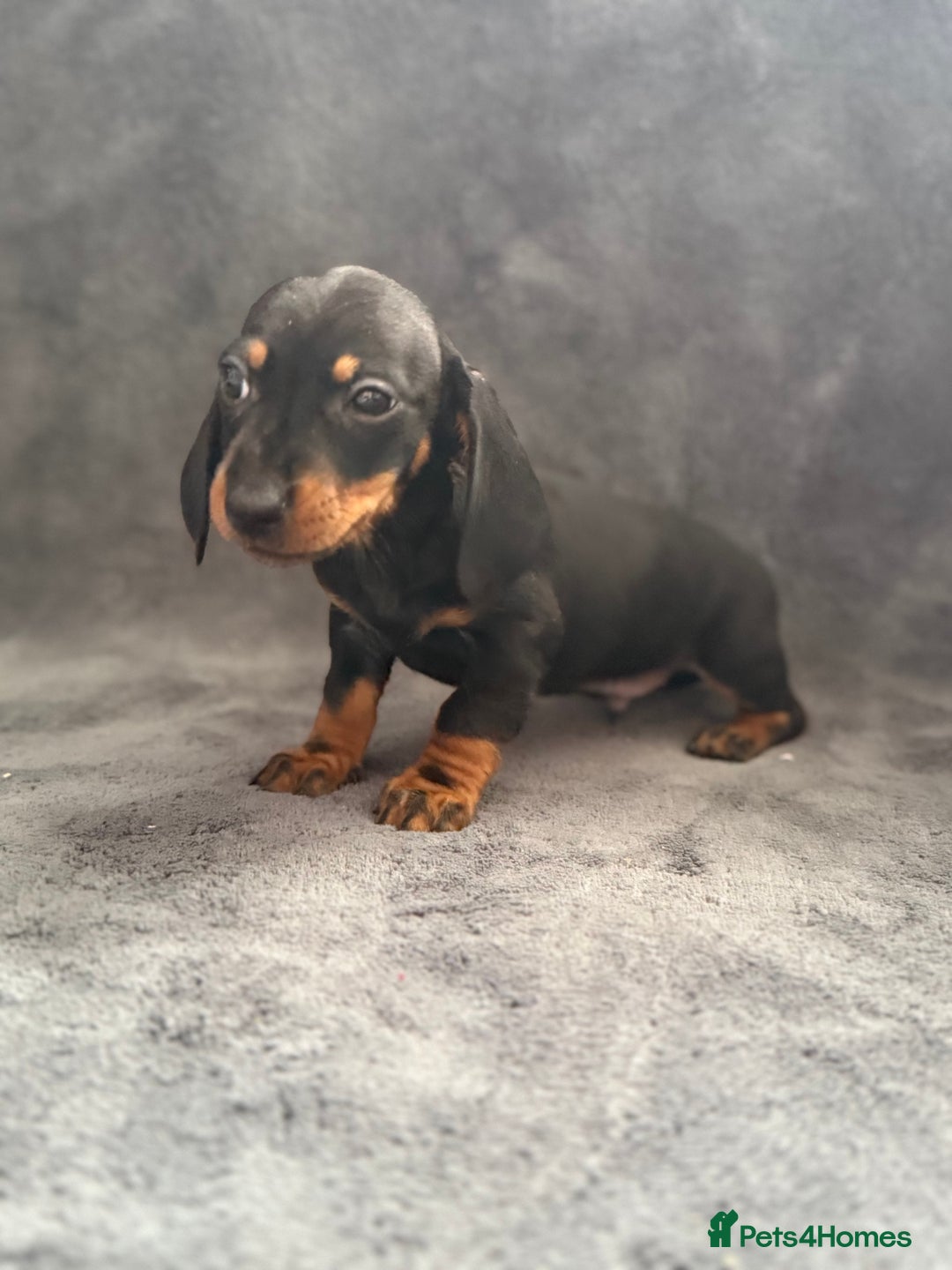 Dachshund dogs for sale: Miniature dachshund  - Image 10