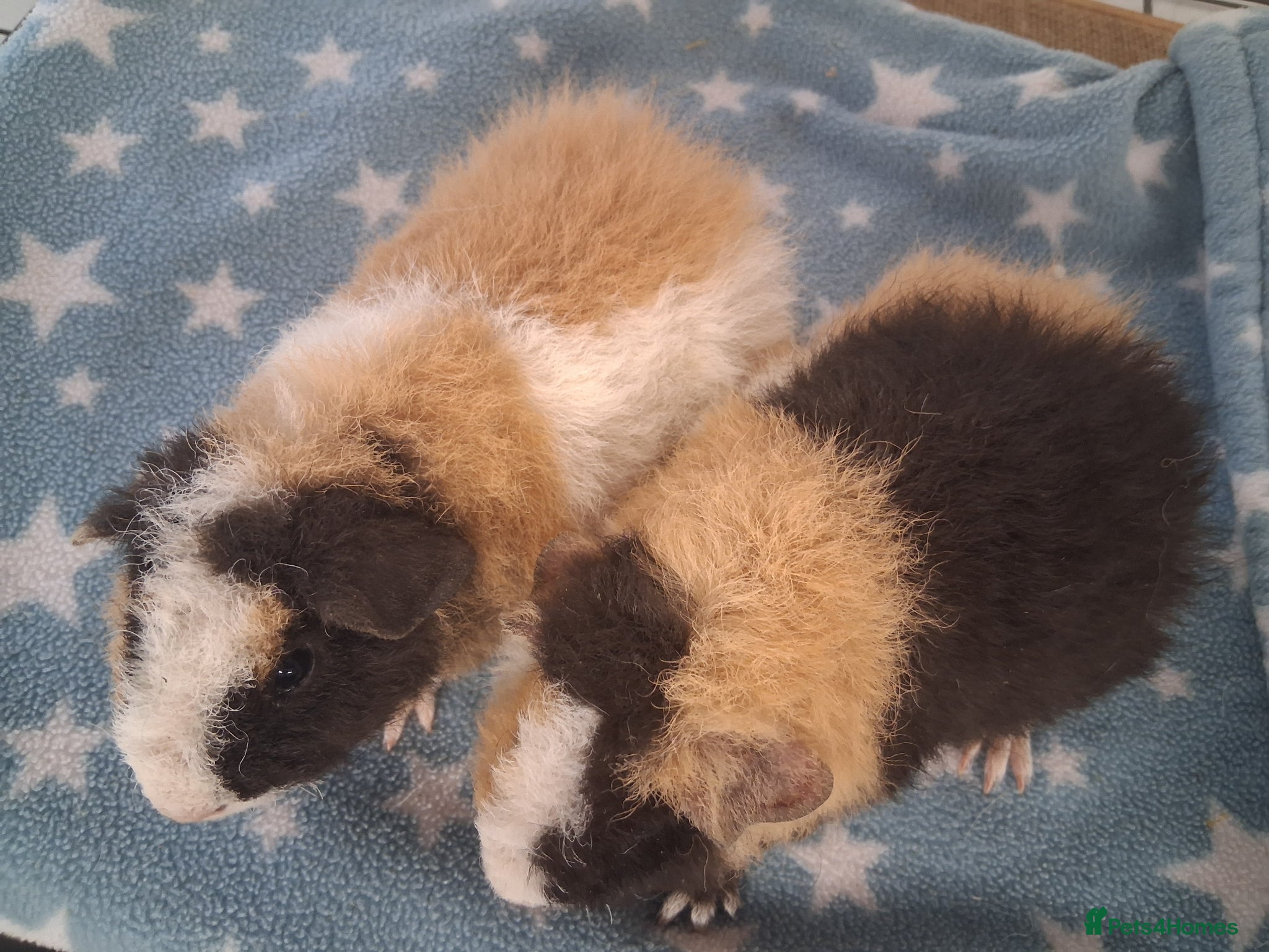 Guinea Pig rodents Teddy babies - Advert 2