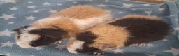 Guinea Pig rodents for sale: Teddy babies - Advert 2