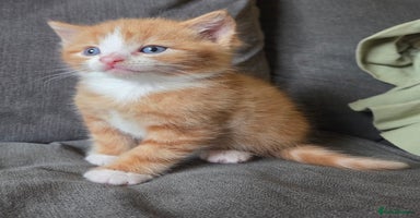 Mixed Breed cats - Advert 5