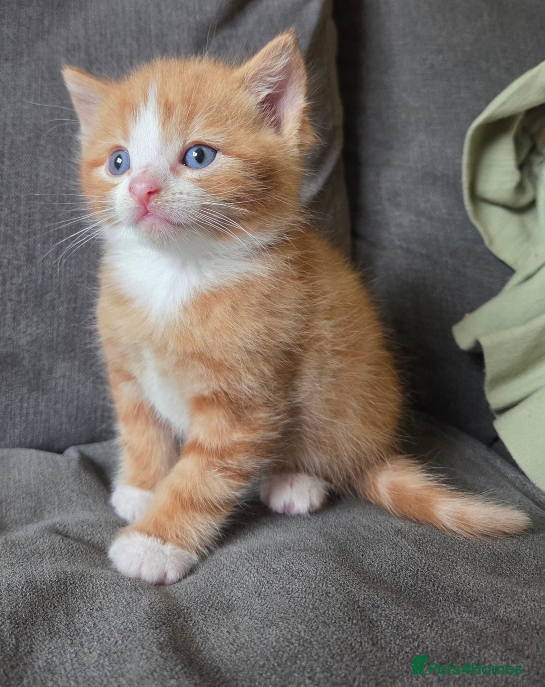 Mixed Breed cats for sale: 5 stunning babies ready in just over 2 weeks  - Image 2