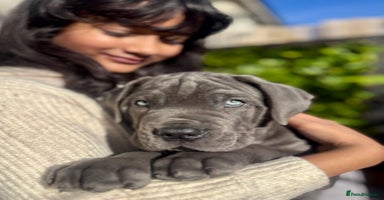 Mixed Breed dogs - Advert 3