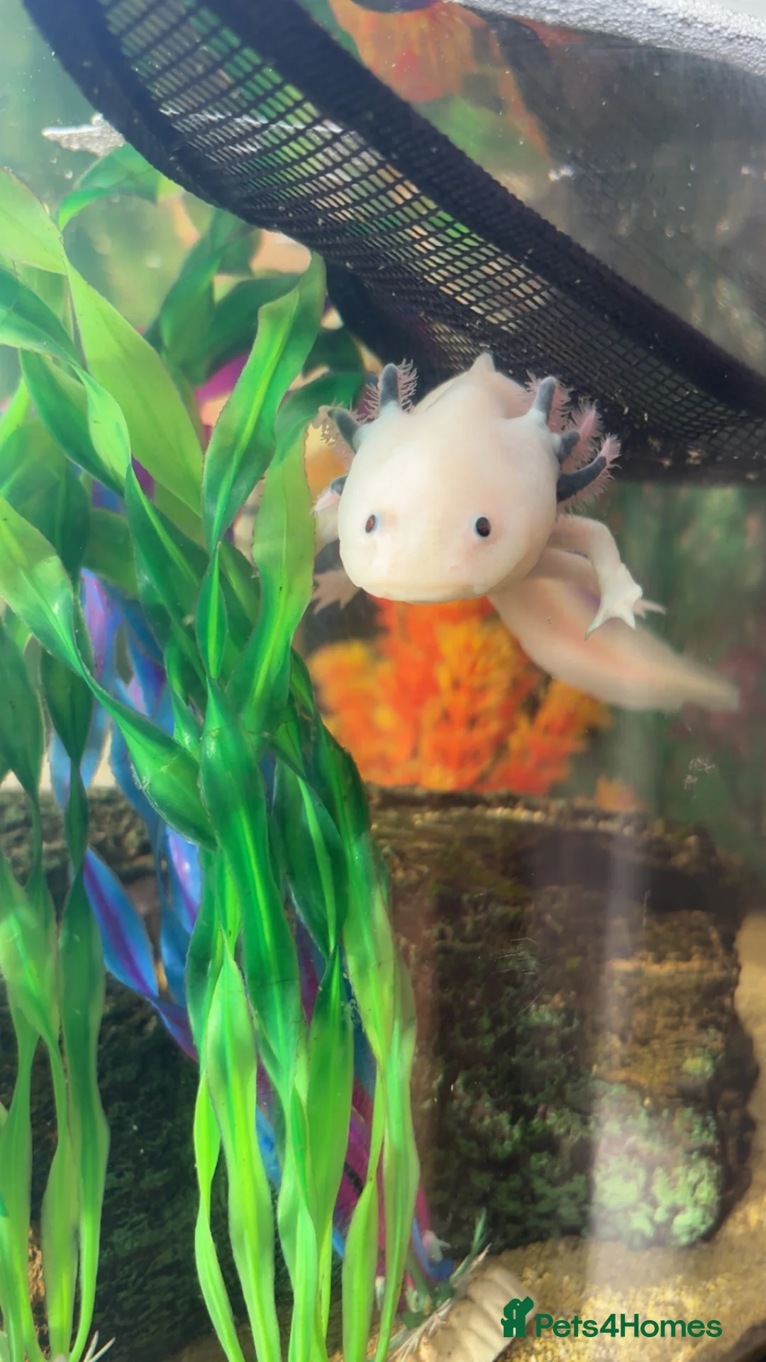 Axolotl reptiles for sale: Female axolotl with tank and stand  - Advert 2